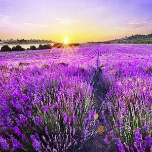 Lavender Fields Paint by Diamonds