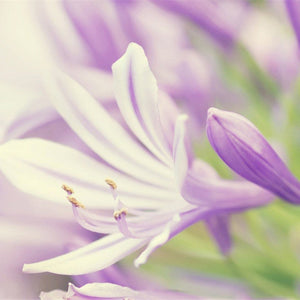 Lavender Flower Close up Diamond Painting Kit
