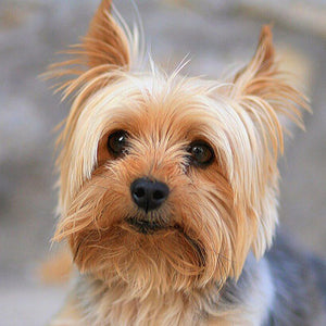 Dog Full Drill Painting Kit