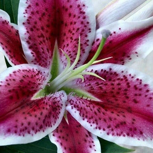 Lily Close up Diamond Painting Kit