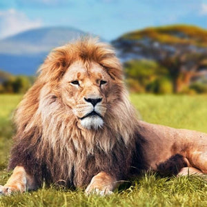 Lion Resting in the pasture Paint by Diamonds