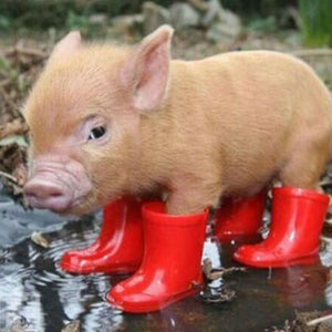 Pig Diamond Painting Kit