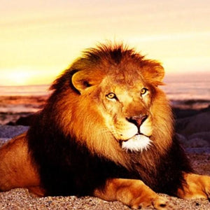 Lonely Lion in the Mountains Diamond Painting