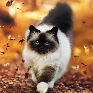 Long Haired Siamese Cat Diamond Painting