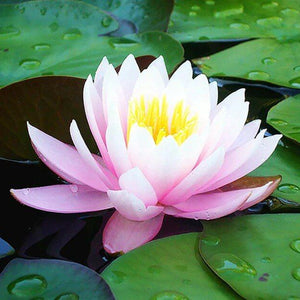 Lotus Diamond Painting Kit