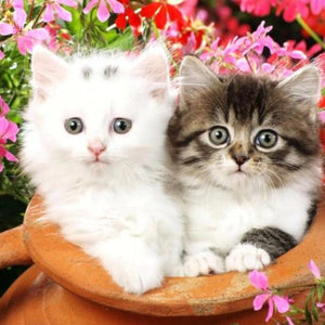 Lovely Kittens Paint by Diamonds