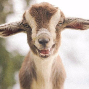 Goat DIY Diamond Painting