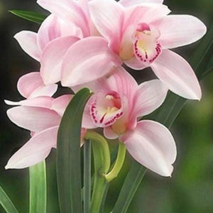 Lovely Pink Orchids Paint by Diamonds