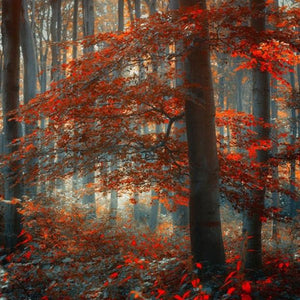 Maple Trees in Autumn Season Diamond Painting