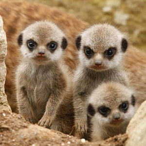 Meerkats Diamond Painting Kit