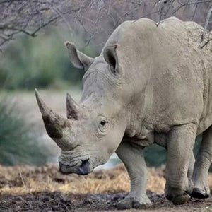 Rhino Paint by Diamonds