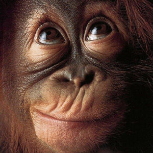 Monkey DIY Diamond Painting