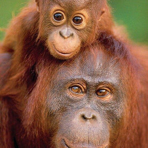 Monkey Full Drill Painting Kit