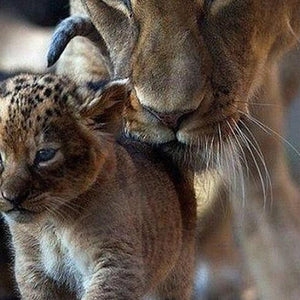 Mother & Baby Lion Paint by Diamonds