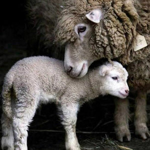 Mummy & Baby Sheep Paint by Diamonds