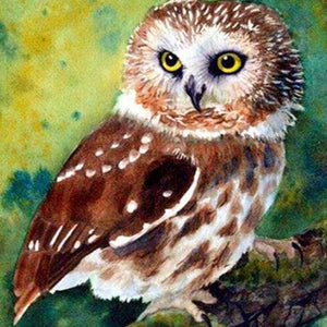 Northern Saw-Whet Owl Paint by Diamonds