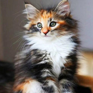 Norwegian Forest Cat Paint by Diamonds