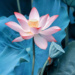 Nymphaea Nelumbo Paint by Diamonds