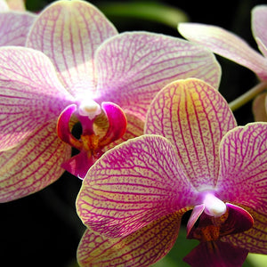 Orchids Diamond Painting Kit