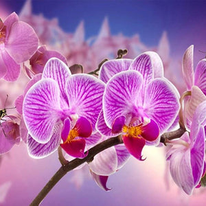 Orchids Diamond Painting