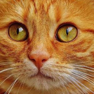 Orange Tabby Cat Paint by Diamonds
