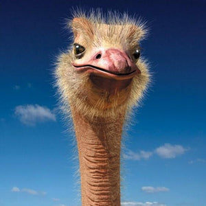 Ostrich Face Close up Paint by Diamonds