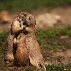 Otters in Love Paint by Diamonds