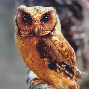 Owl Beauty Diamond Painting Kit