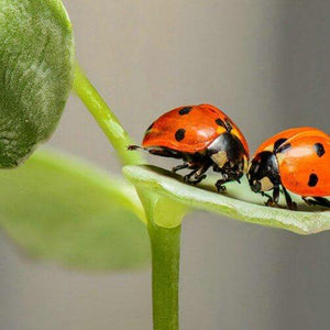 Lady Bug Diamond Painting Kit