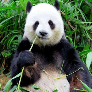 Panda Eating Grass Paint by Diamonds