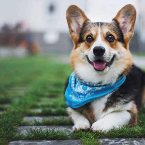 Pembroke Welsh Corgi Paint by Diamonds