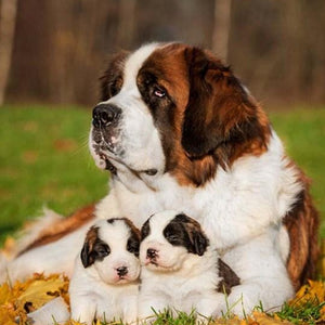 Pet Dog Saint Bernard with Puppies Diamond Painting