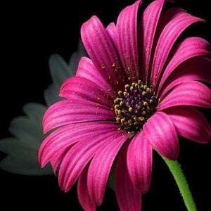 Daisy DIY Diamond Painting 
