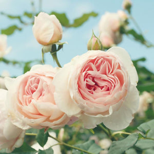 Pink Rose Garden Paint by Diamonds