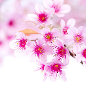 Pink Sakura Flowers Diamond Painting
