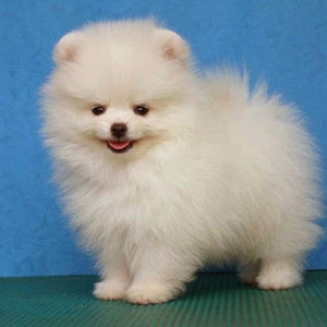 Pomeranian Fluffy Puppy Paint by Diamonds