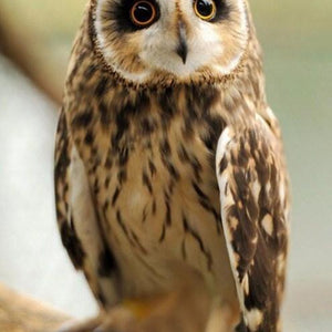 Pretty Owl Diamond Painting Kit