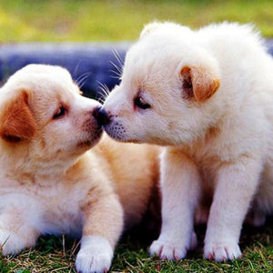 Puppies Kissing Diamond Painting Kit