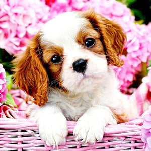 Puppy 3D Diamond Painting Kit