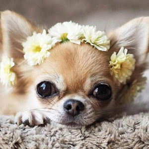 Puppy DIY Diamond Painting