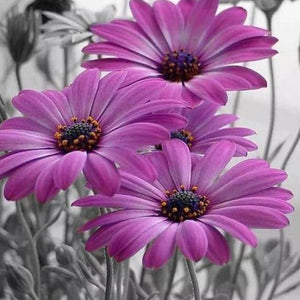 Daisy Diamond Painting Kit