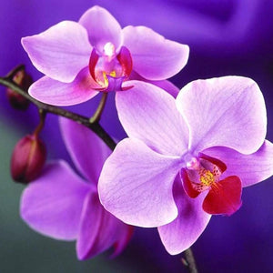 Orchids Diamond Painting Kit
