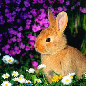 Rabbit DIY Diamond Painting