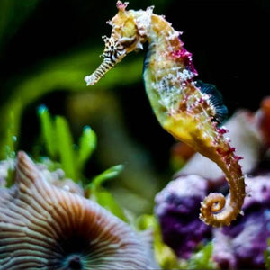 Rainbow Seahorse Diamond Painting Kit