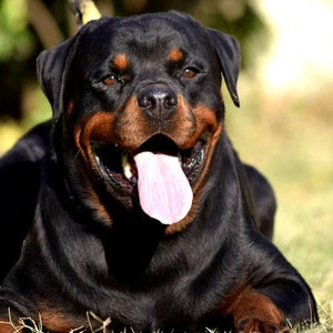 Rottweiler Yawning Paint by Diamonds