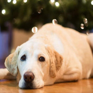 Sad Labrador Retriever Dog Diamond Painting