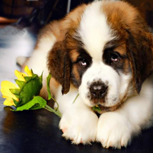 Saint Bernard Puppy Paint by Diamonds