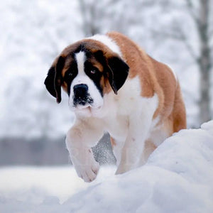 Saint Bernard in Snow Paint by Diamonds