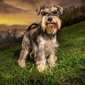 Schnauzer Dog Diamond Painting Kit