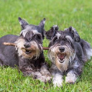 Schnauzer Lady & the Tramp Dogs